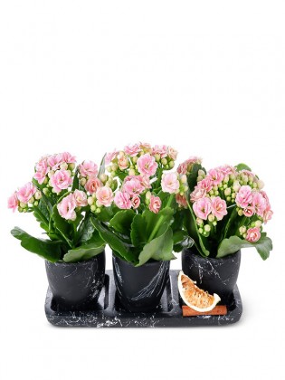 Trio Saksıda pink Kalanchoe