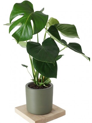Monstera Deliciosa (Deve Tabanı)